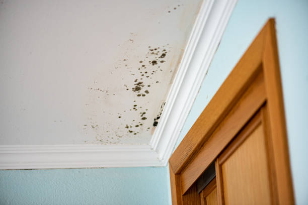 Best Industrial Mold Remediation in Peralta, NM