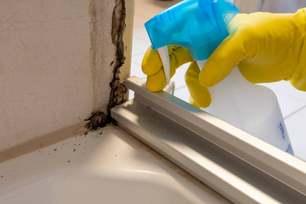Best Residential Mold Remediation in Peralta, NM