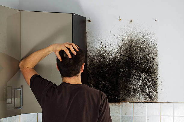 Professional Mold Remediation in Peralta, NM